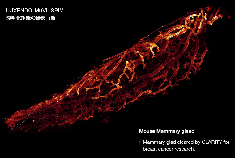 マルチビューライトシート顕微鏡 MuVi-SPIM 　LS&CS
