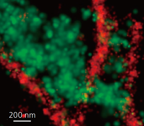 super-resolution microscope N-SIM / N-STORM 