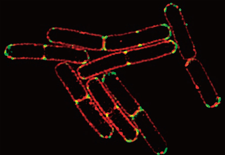 N-SIM S/N-STORM超解像顕微鏡