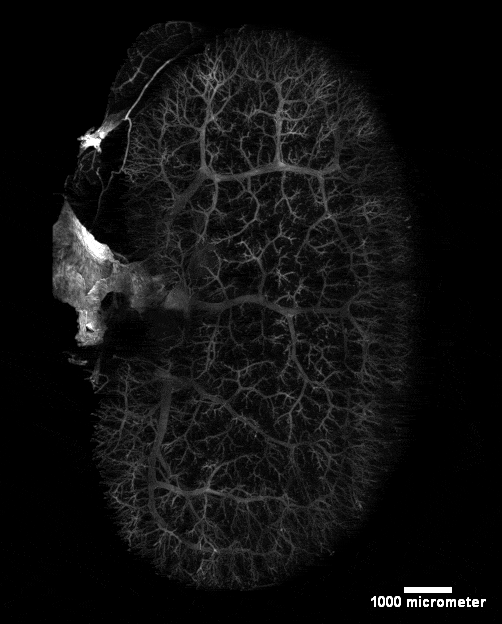 マルチビューライトシート顕微鏡MuVi SPIM LS&CS