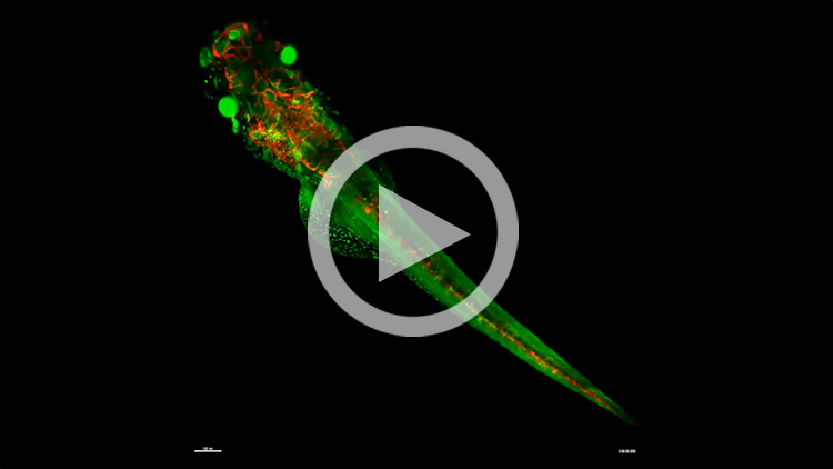 MuVi SPIM LS&CSマルチビューライトシート顕微鏡撮影画像