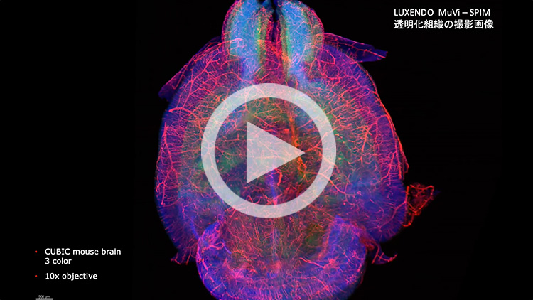 MuVi SPIM LS&CSマルチビューライトシート顕微鏡撮影画像